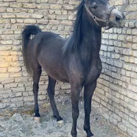 اسب مادیان کرد