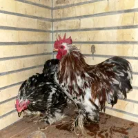 مرغ و خروس مینیاتوری کوشین زیبا