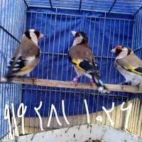 سهره ماده بروجردی و کرمانی