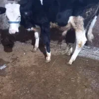 گوساله نر|حیوانات مزرعه|بروجرد, |دیوار