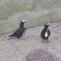 کبوتر|حیوانات|مراغه, |دیوار