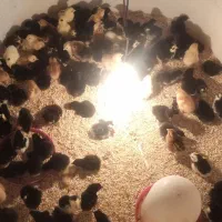 جوجه مرغ و خروس سیاه|حیوانات مزرعه|مشهد, میان ولایت|دیوار