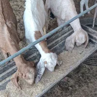 بزغاله دورگ سبک|حیوانات مزرعه|بیرجند, |دیوار