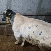 گوساله سفیدآبی ۵۵۰کیلویی