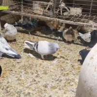 شامی دم سفید|پرنده|مشهد, رضاشهر|دیوار