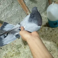 کفتر|پرنده|شیراز, شاپورجان|دیوار
