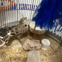 طرقک(سهره خاکی)  بخوان و دستی و آرام