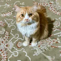 گربه پرشین نرهستش . 2نیم سالشه .