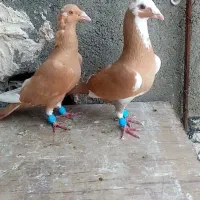 قره زرد کرمونی