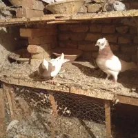 چهار جفت طوقی|پرنده|تبریز, |دیوار