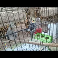 عروس هلندی ناز