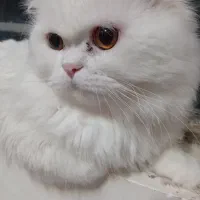 پرشین