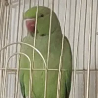 طوطی نر ۱۴ ماهه