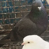 کفتر زاغ|پرنده|تهران, شهرک رضویه|دیوار