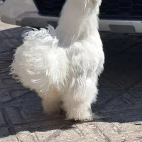 جفت ابریشمی