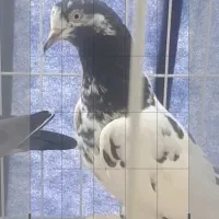 فروش کبوتر سخی رقم ۱۰و۱۲۸|پرنده|بندرعباس, |دیوار