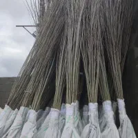 کم آب ترین مقاوم ترین بادام تونو ایتالیایی|خدمات باغبانی و درختکاری|کرمانشاه, |دیوار