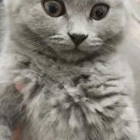 گربه اسکاتیش بلو دبل فولد دو سر شجره