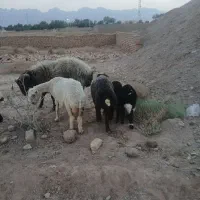 قوچ هترو|حیوانات مزرعه|یزد, |دیوار