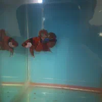 فایتر پلاکت مولتی کالر