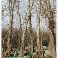 خریدارچوب وبرش درخت|خدمات باغبانی و درختکاری|شیراز, قصرالدشت|دیوار