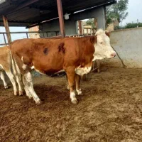 فروش گوساله سیمینتال پرواری جنس خالص|حیوانات مزرعه|جعفرآباد, |دیوار