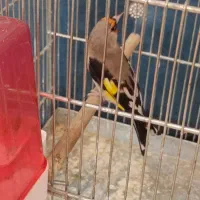 سهره کرمونی بخون جوجه قفس