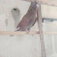 ۱ عدد کبوتر حومه ی مهراباد رودهن گم کردم نر قرمزی