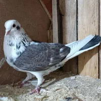 کبوتر کفتر بلنگرد ساعتی