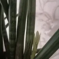 گل پوست ماری