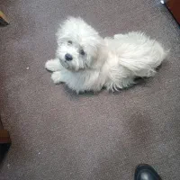 واگذاری‌سگ‌خوشگل‌وبازیگوش