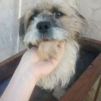 سگ پاکوتاه