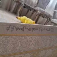 ۴ تخته فرش|فرش|کرج, باغستان|دیوار