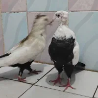دم سیاه