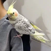 عروس هلندی ماده یکساله