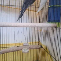 عروس هلندی نر وماده جفت