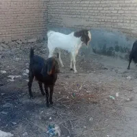 فروش یک عدد بز نر|حیوانات مزرعه|لیلان, |دیوار