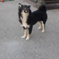 توله سگ پاکوتاه اشپیتز|سگ|بجنورد, |دیوار