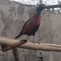 مرغ امریکایی شاخ دار|پرنده|سبزوار, شهرک جهاد|دیوار