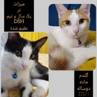 واگذاری رایگان