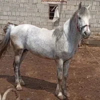 اسب کوردی|اسب و تجهیزات اسبسواری|سیلوانه, |دیوار