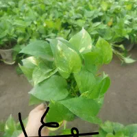 همایش روز مادر گلخانه گل و گیاه|گردهمایی و همایش|مشهد, حیدرآباد|دیوار