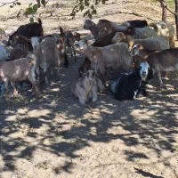 تعداد بز بزغاله فروشی