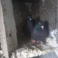 ۷عدد زاغ بازیکن برای فروش ادرس فهرج|پرنده|فهرج, |دیوار