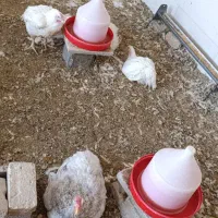 پرکن مرغ|لوازم جانبی حیوانات|دره شهر, |دیوار