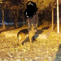 سگ ژرمن شپرد شوالین|سگ|تبریز, |دیوار