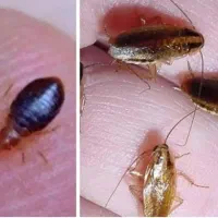 سمپاشی موریانه زدایی باضمانت بلند مدت|خدمات نظافت|سوسنگرد, |دیوار