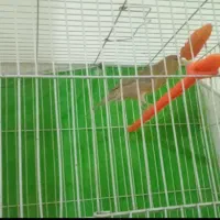 قناری شتری  ماده اماده اماده