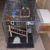 قفس عروس هلندی