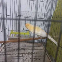 قناری  نره بخان